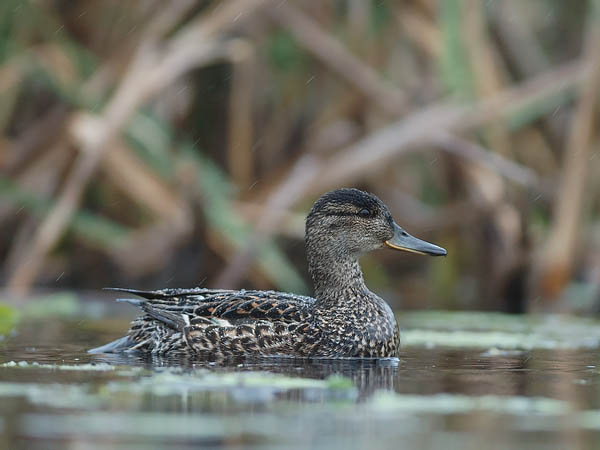 Tavi, Common Teal, Anas crecca